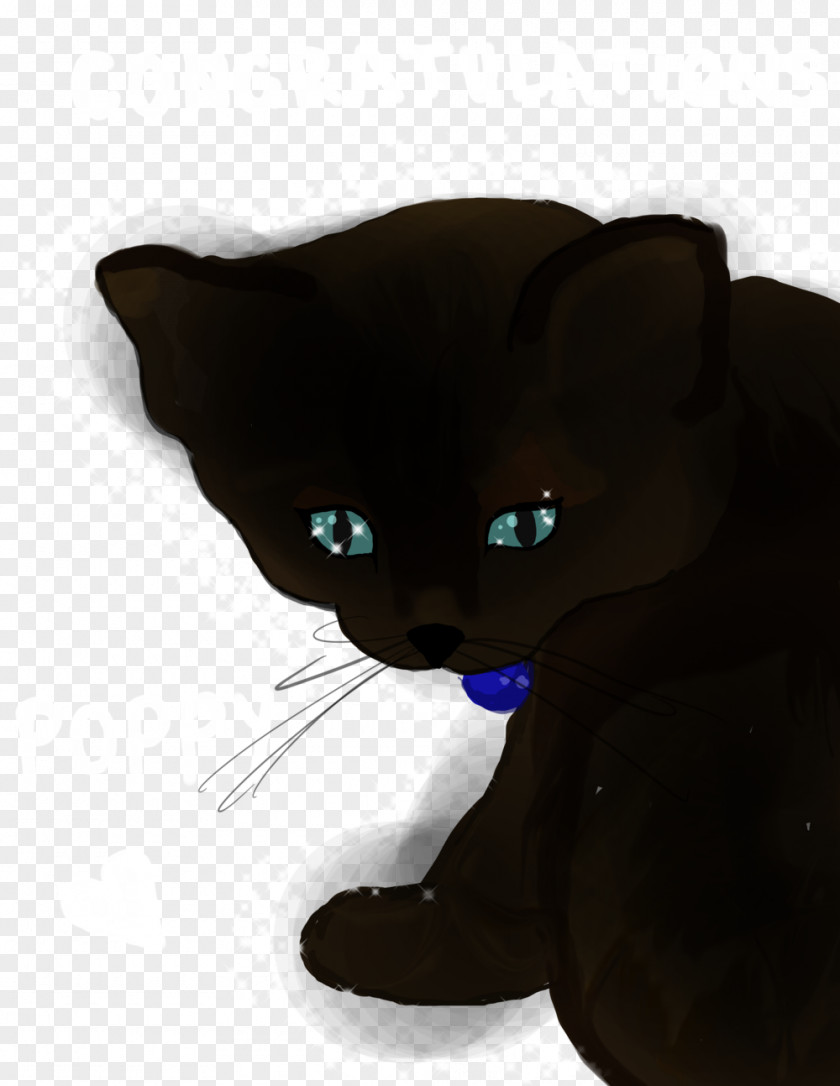 Cat Black Whiskers Domestic Short-haired Snout PNG