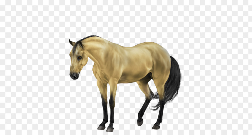 Gold Horse Mane Mustang Stallion Foal Mare PNG