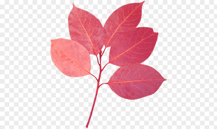 Leaf Photography PNG