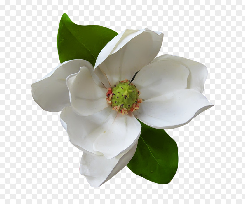 Magnolia Flower Painting Clip Art PNG