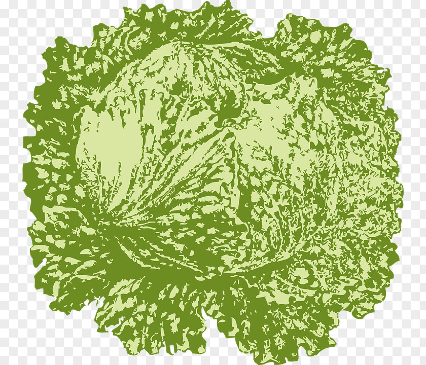 Painted Cabbage Iceberg Lettuce Leaf Vegetable Clip Art PNG