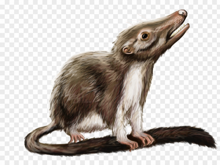 Rat Ancestor Mammal Hamster Phylogenetic Tree PNG