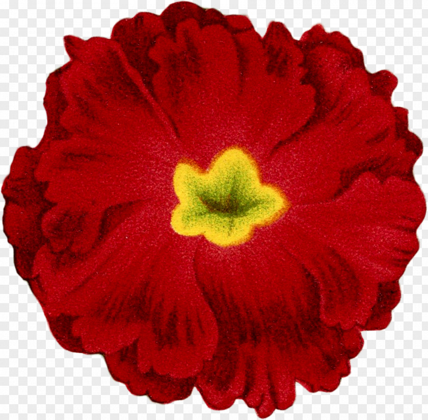 Red Peach Blossom Carnation Cut Flowers Petal Botany PNG