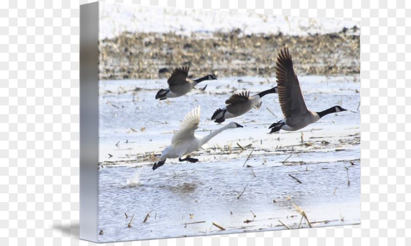 Tundra Swan Wader Goose Cygnini Bird Duck PNG