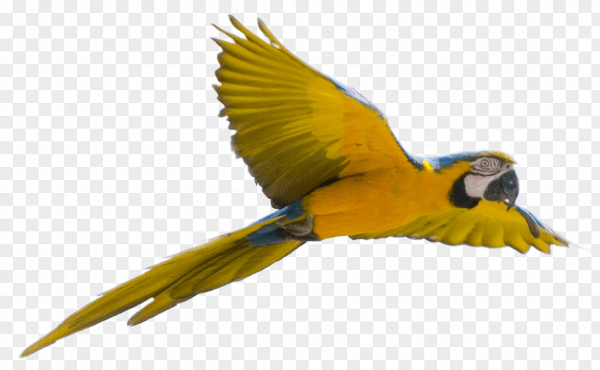 Yellow Flying Parrot Images Download Bird Clip Art PNG