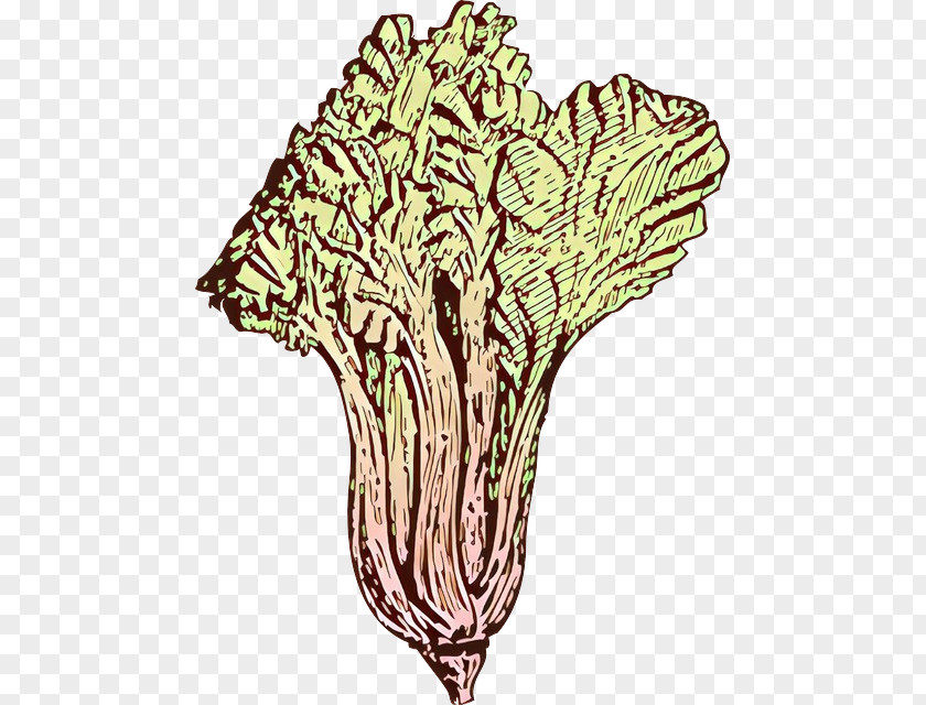 Plant Line Art Tree Cabbage PNG