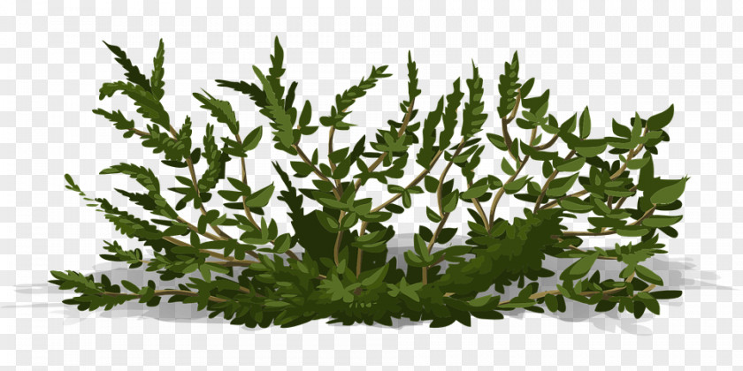 Tree Shrub PNG