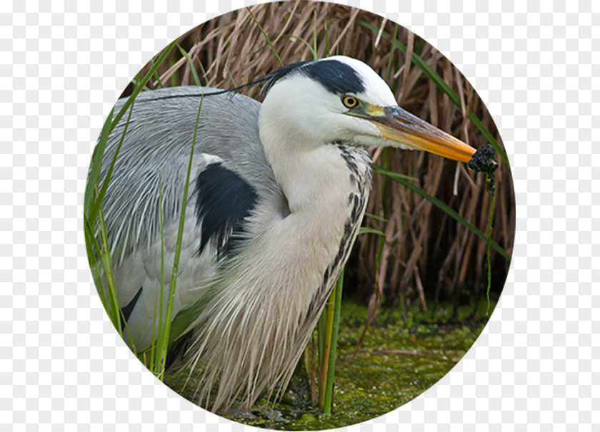 Bird Intaka Island Egret Nutrient Wetland PNG