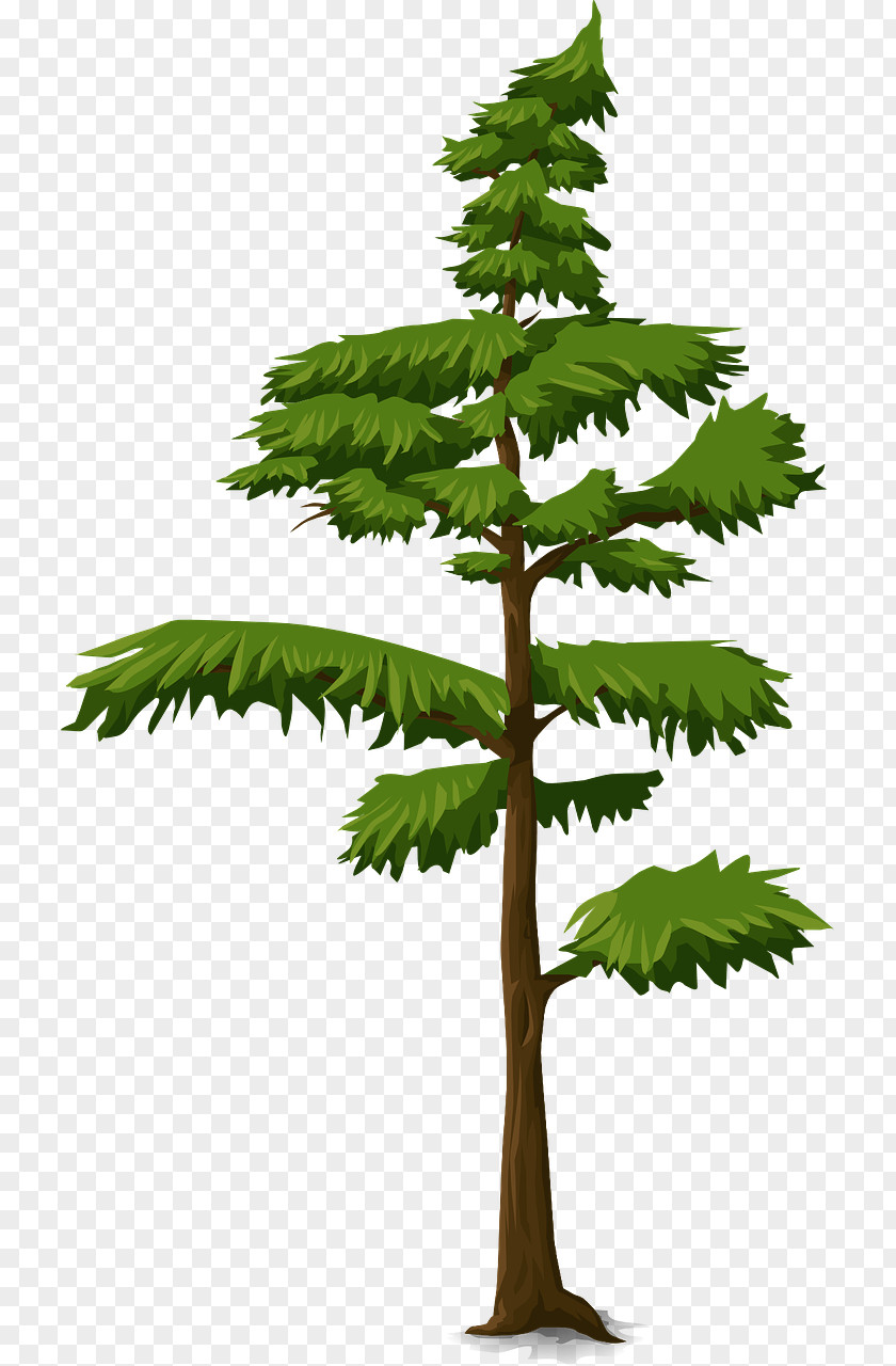 Fir-tree Tree Fir Trunk Branch PNG
