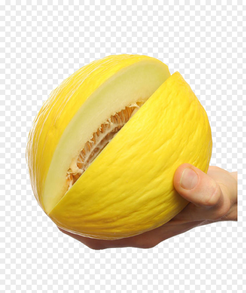 Hand Holding Yellow Melon Honeydew Galia Gourd PNG