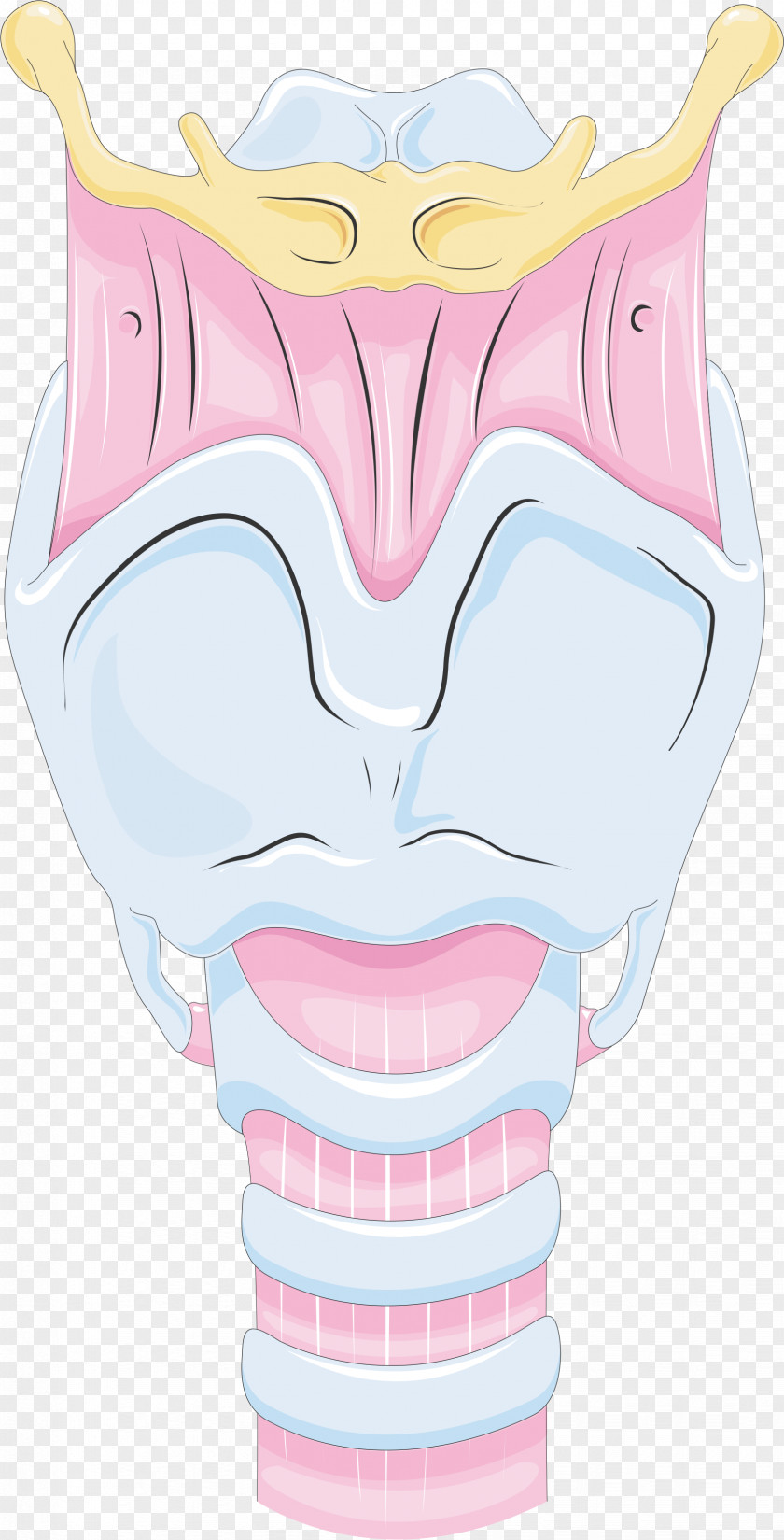 Nose Larynx Mouth Tongue PNG