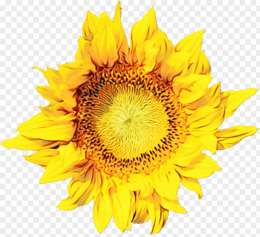 Pollen Cut Flowers Sunflower PNG