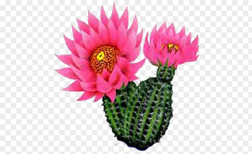 Cactus Flower Plants Clip Art Prickly Pear PNG