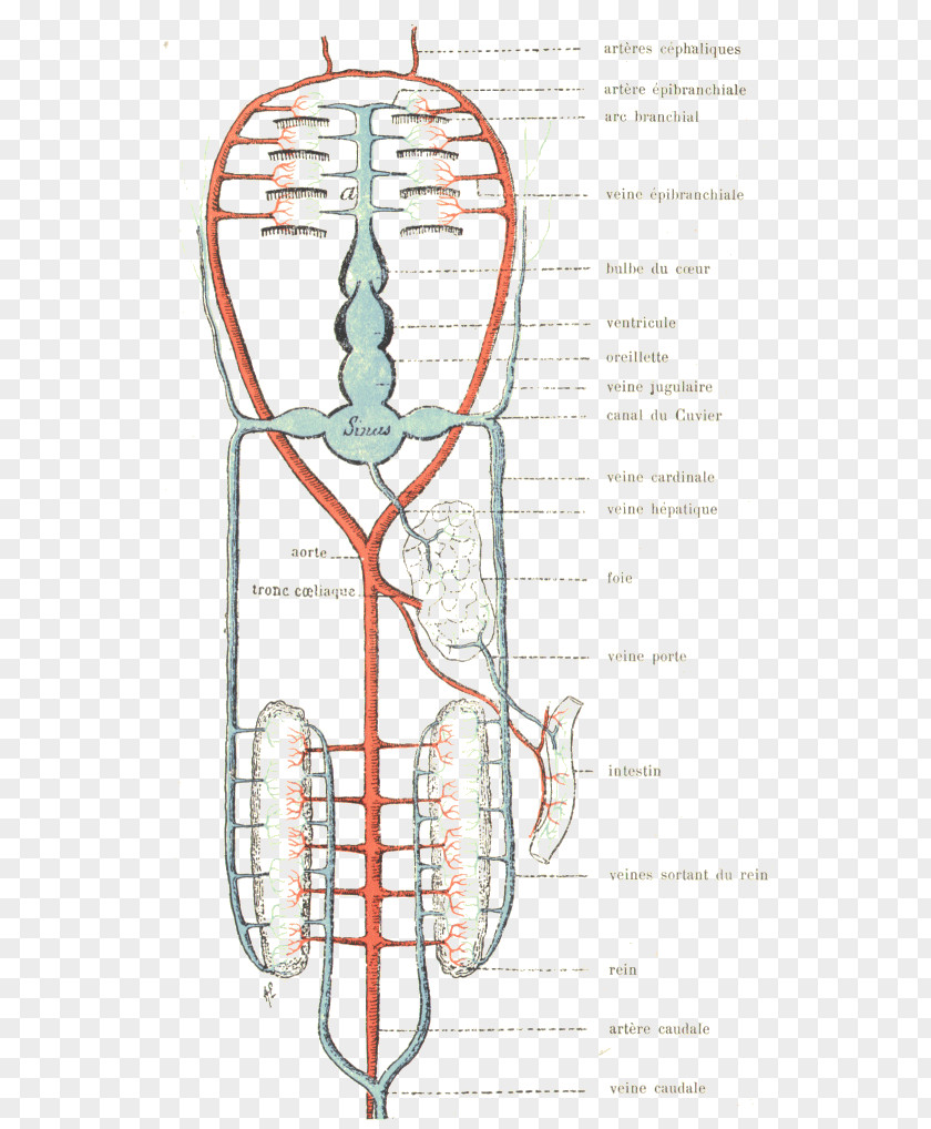 Fish Circulatory System Vein Cartilaginous Fishes Human Anatomy PNG