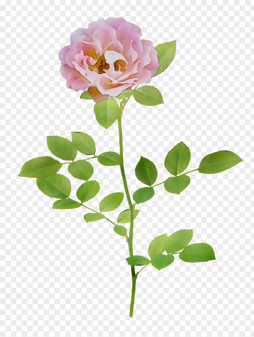 Garden Roses Cabbage Rose Cut Flowers Bud Floral Design PNG