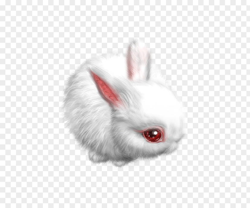 Rabbit Domestic Hare Little White PNG