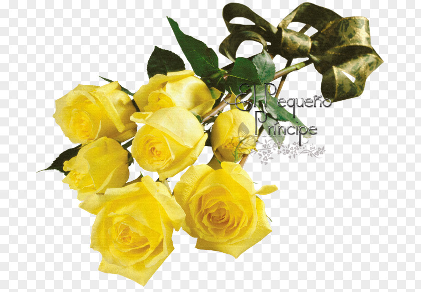 Flower Garden Roses Desktop Wallpaper PNG