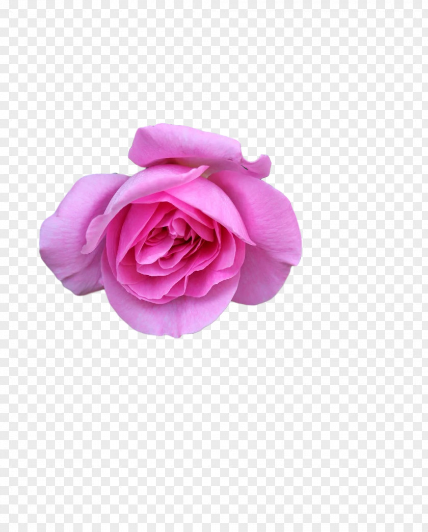 Garden Roses PNG