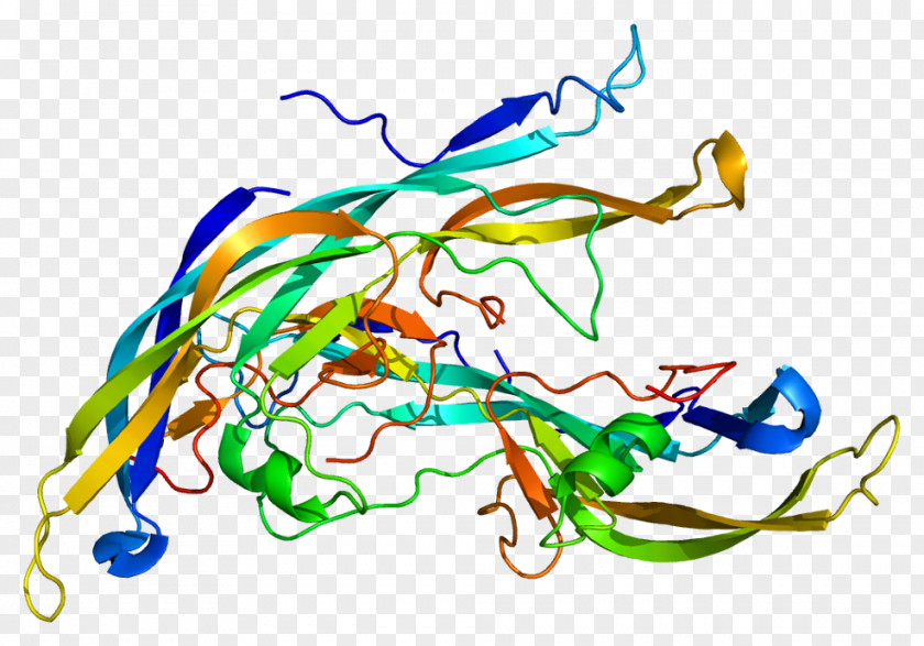 Gene Follicle-stimulating Hormone FSHB Human Chorionic Gonadotropin Protein PNG