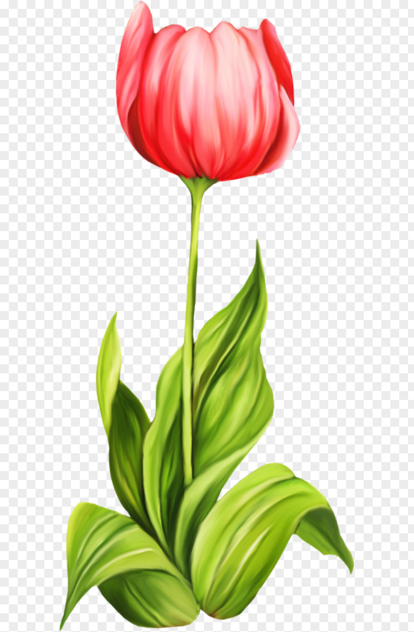 Tulip Cut Flowers Clip Art PNG