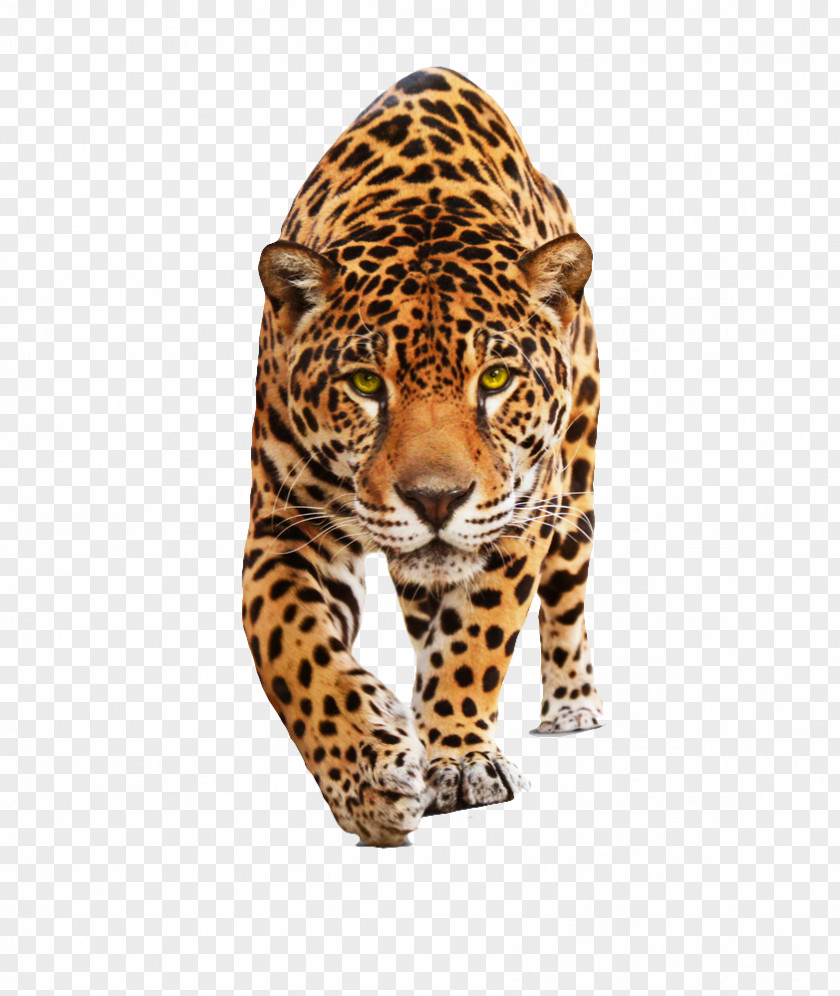 ANIMAl Jaguar Leopard Felidae Wildcat Black Panther PNG