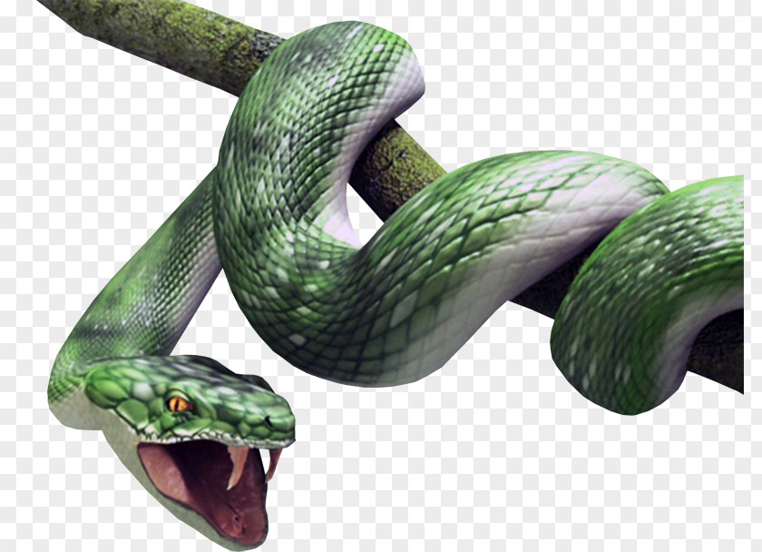 LABIOS Snake Vipers Atheris Squamigera Reptile Desktop Wallpaper PNG