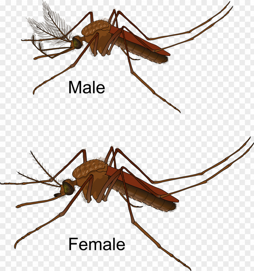 Mosquito Yellow Fever Female Control Zika Virus PNG