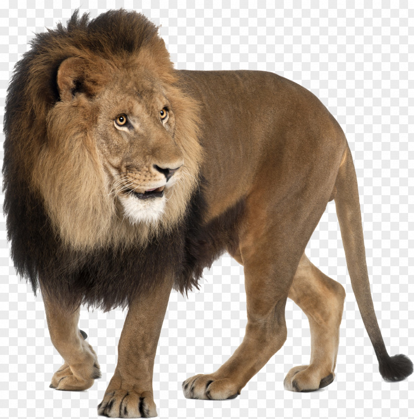 Roar East African Lion Felidae Image PNG