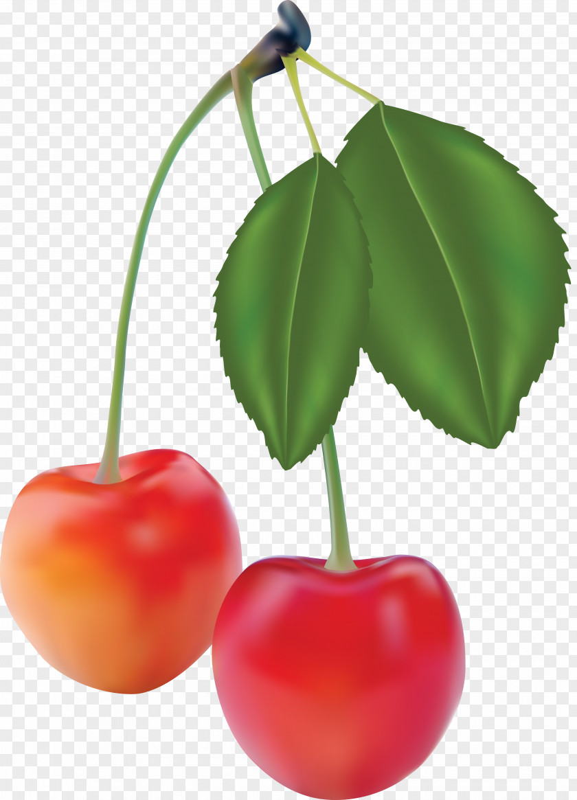 Tomato PNG