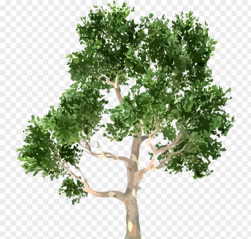 Tree PNG