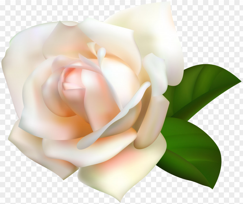 White Rose Transparent Image Garden Roses Centifolia Pink Clip Art PNG