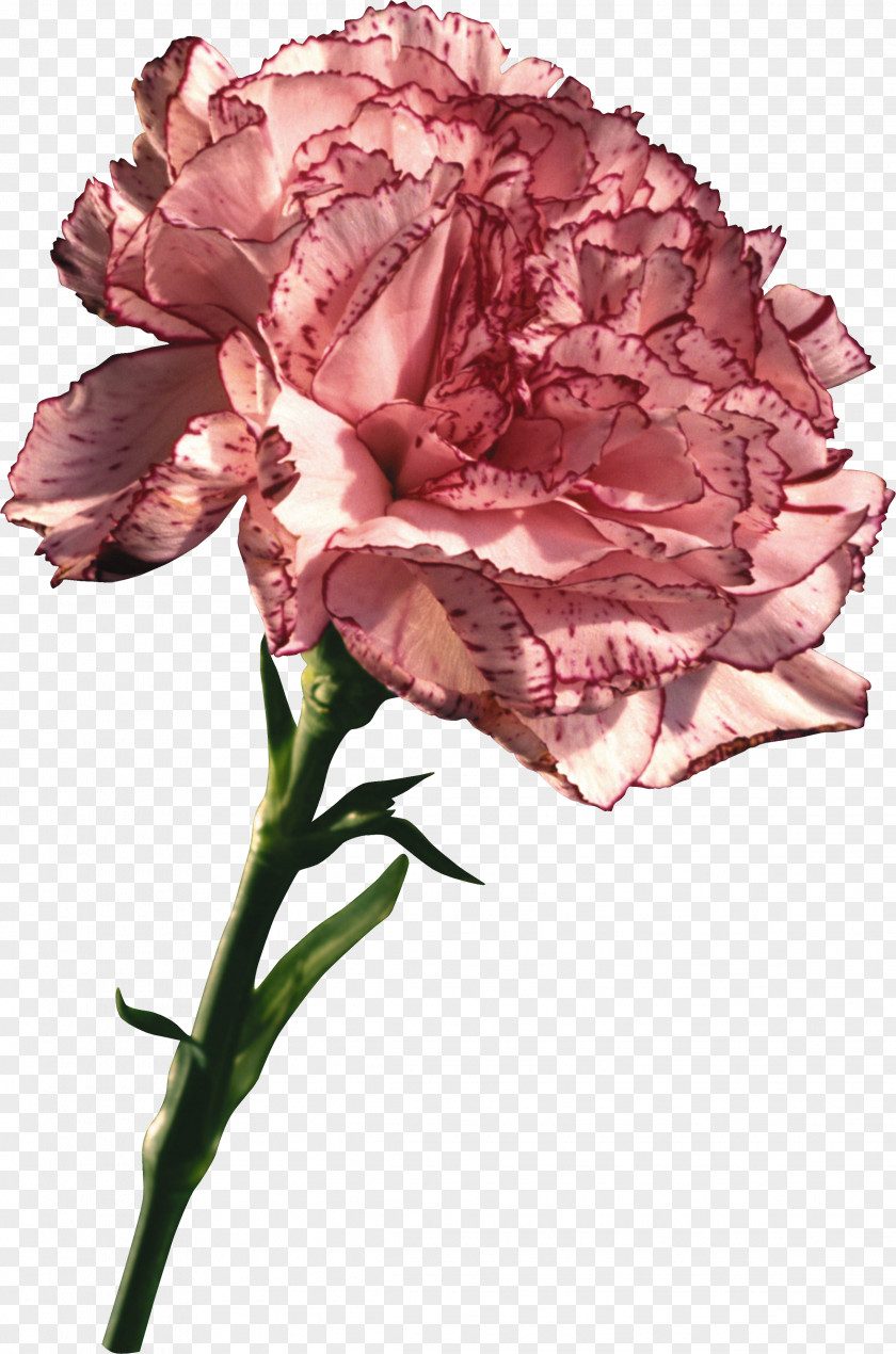 Carnation 养心殿健康养生馆 Computer Software Clip Art PNG