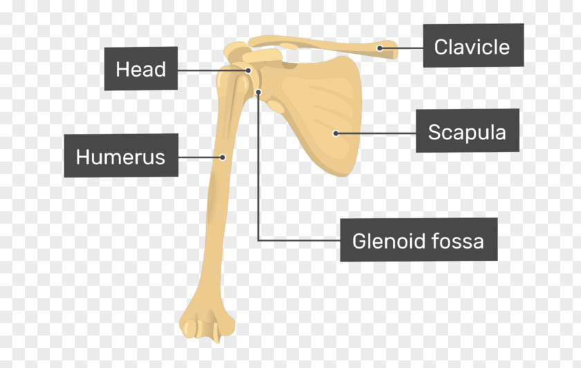 Humerus Shoulder Glenoid Cavity Scapula Radius PNG