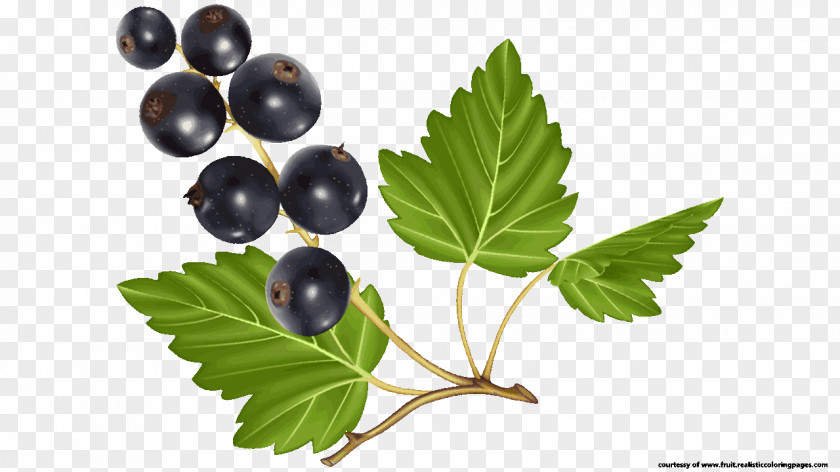 Blueberries Fruit Salad Blueberry Graphic Design PNG