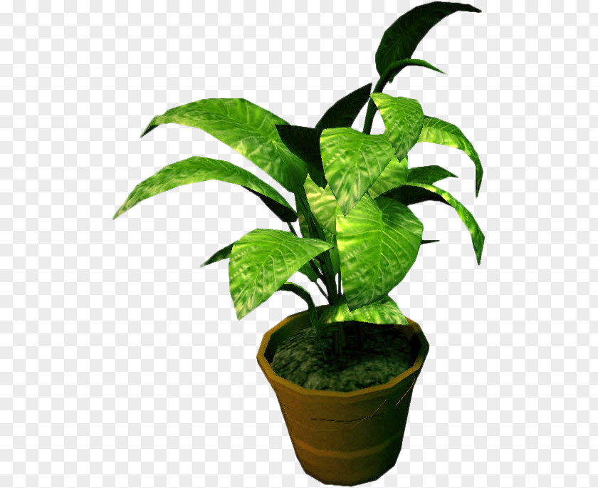 Plants Houseplant Flowerpot Bonsai PNG