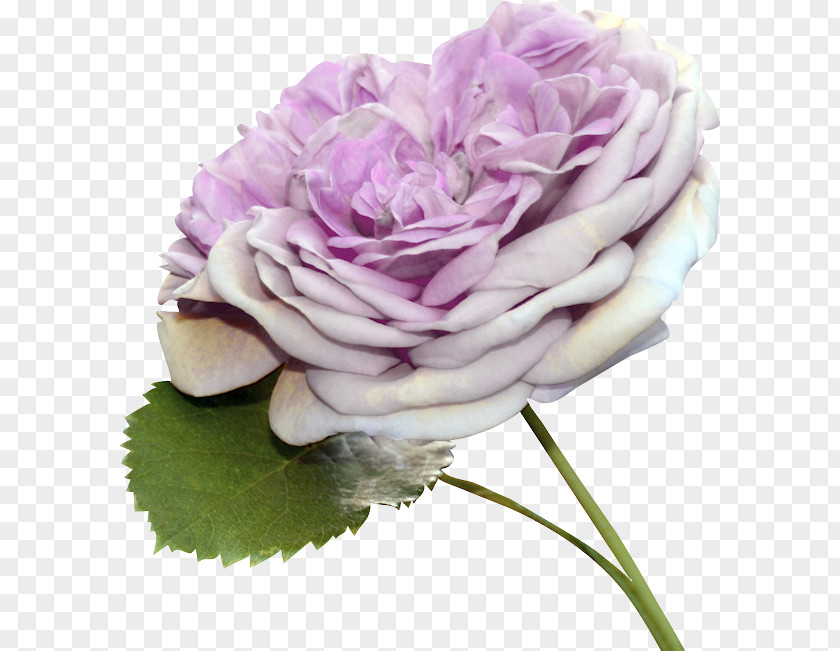 Barra Filigree Garden Roses Cabbage Rose Floral Design Cut Flowers PNG