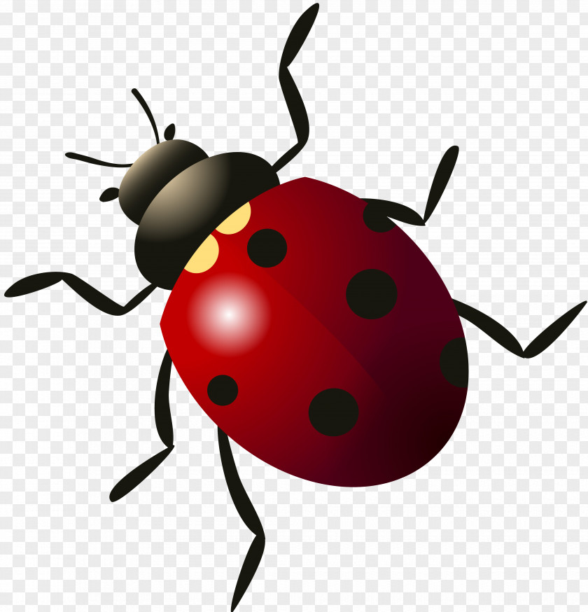 Beetle Ladybird PNG