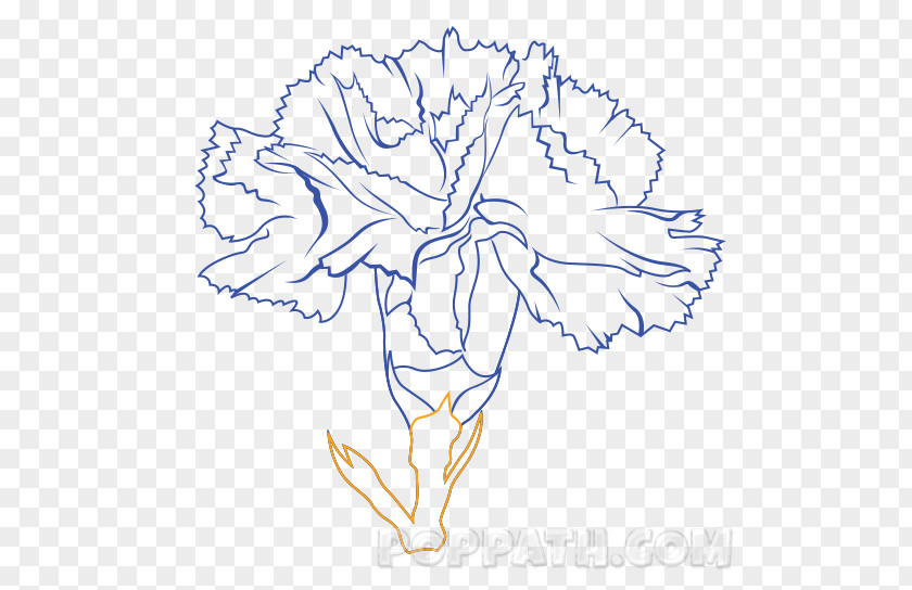 Carnation Flower Floral Design Drawing Art Cut Flowers PNG