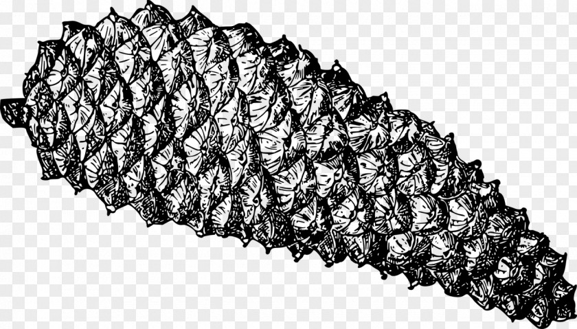 Conifer Tree Cone Clip Art Conifers Coulter Pine PNG