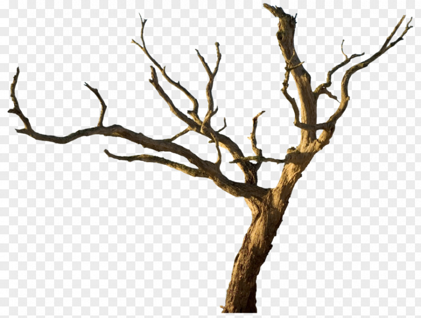 Horror Snag Branch Tree Trunk Clip Art PNG