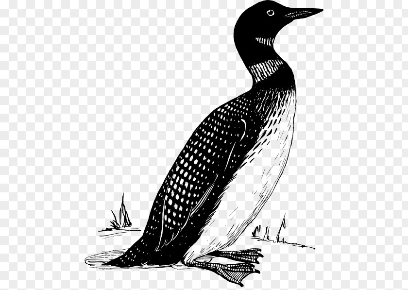 Bird Common Loon Duck Clip Art PNG