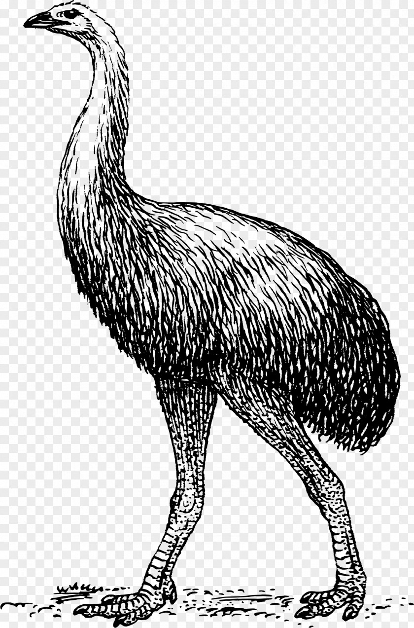 Educational Clipart Moa Bird Clip Art PNG