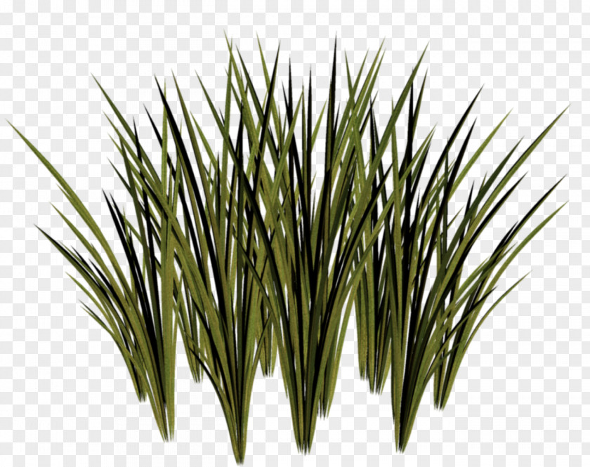 Grass Animation Herbaceous Plant Clip Art PNG