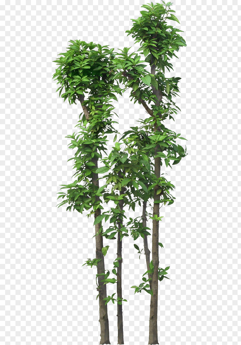 Green Tall Trees PNG tall trees clipart PNG