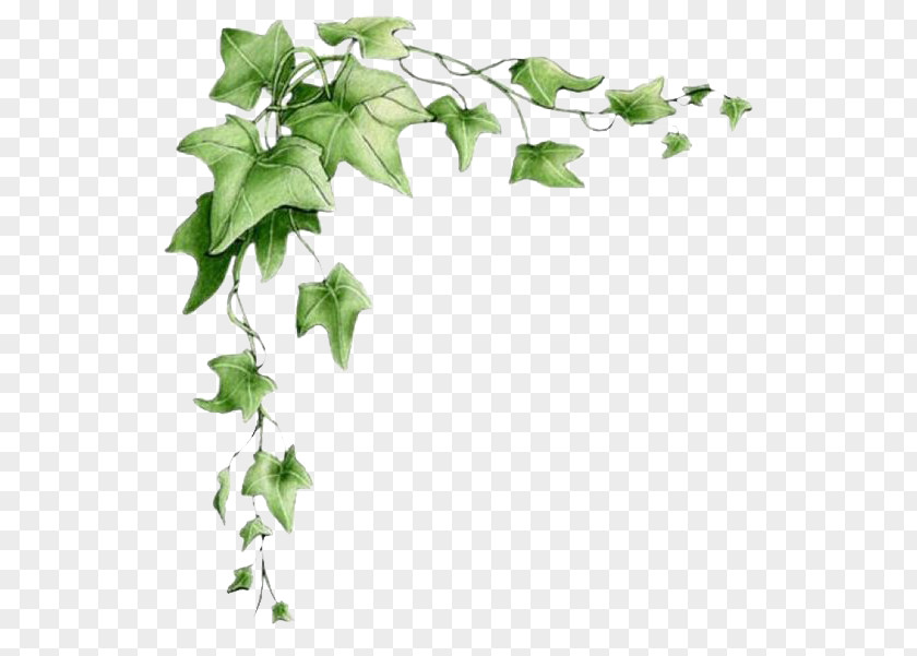 Leaf Border PNG border clipart PNG