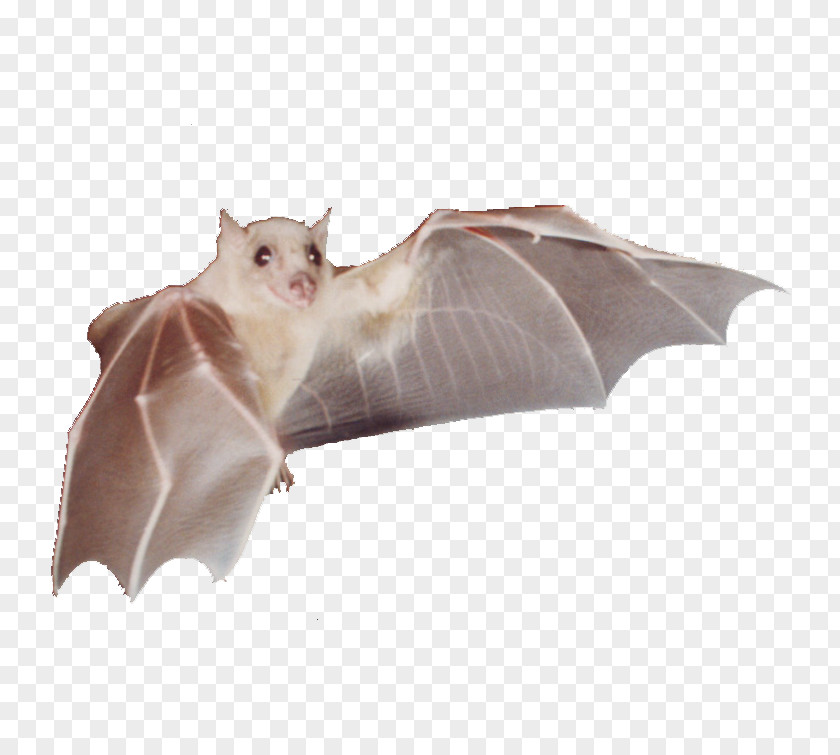 Lone Star Gifts BAT-M Snout PNG