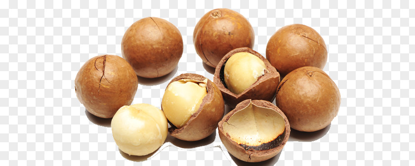 Macadamia Oil Australian Cuisine Nut Food PNG