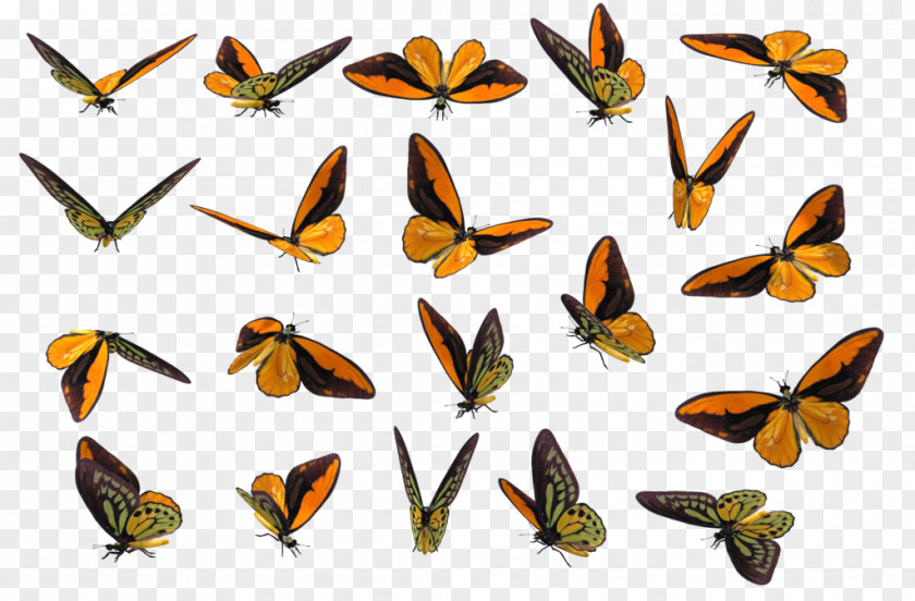 Realistic Butterfly Monarch Insect Pieridae Clip Art PNG