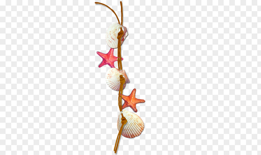 Seashell Sea Snail Clip Art PNG