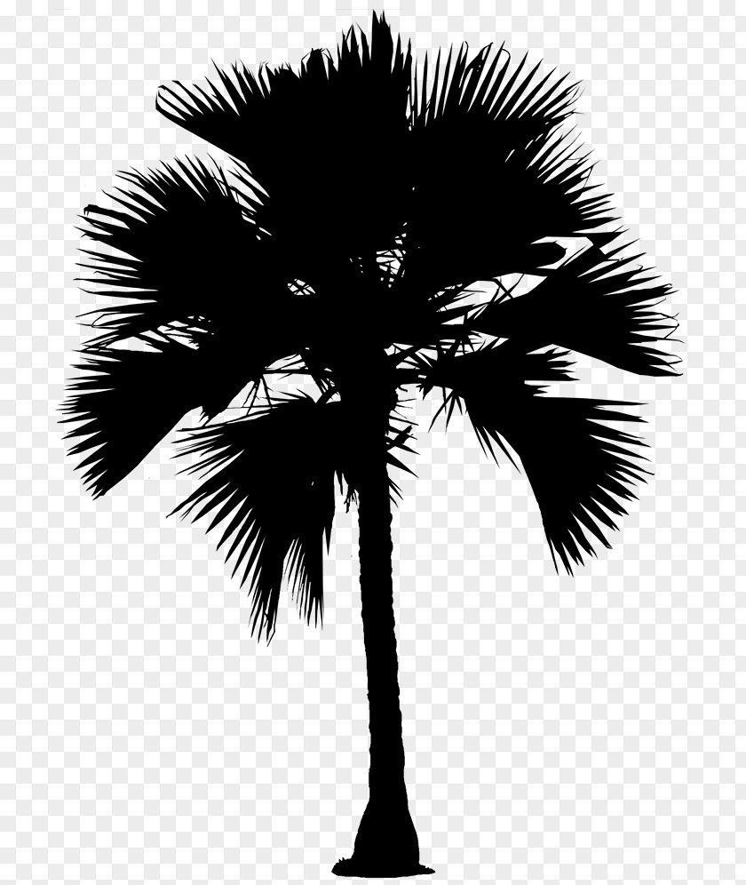 Asian Palmyra Palm Date Silhouette Trees Borassus PNG
